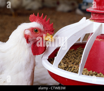 HUBBARD CROSS BROILER Stockfoto