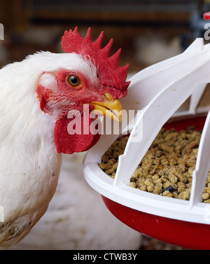 HUBBARD CROSS BROILER Stockfoto