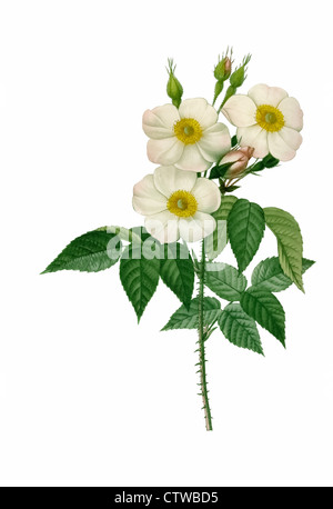 Illustration der Rosa Damascena Subalba weiße Variante der Damaszener Rose, die Rose von Damaskus, die Rose von Kastilien Stockfoto