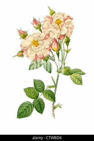 Illustration der Rosa Damascena Variegata, Variation der Damaszener Rose, die Rose von Damaskus, die Rose von Kastilien Stockfoto