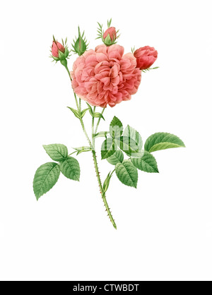 Illustration der Rosa Gallica Agatha Regalis, rose Royal Agatha Stockfoto