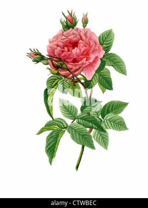 Illustration der Rosa Gallica Regalis, gallische Rose, französische Rose, Rose von Provins Apotheker Rose oder die "rote Rose von Lancaster. Stockfoto