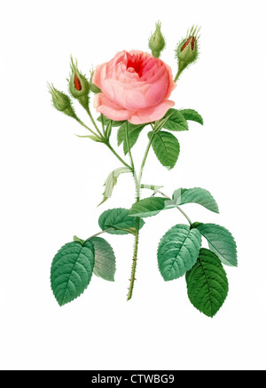 Illustration der Rosa muscosa Stockfoto