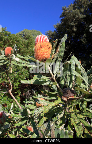 Honigbienen auf einer Blume Brennholz Banksien (Banksia Menziesii) Stockfoto