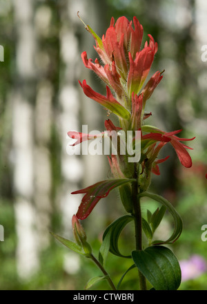 Roten Pinsel aka "Indian Paintbrush" in der montanen Zone der Rocky Mountains Stockfoto