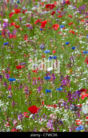 Bunte englische Wildblumen Garten Stockfoto