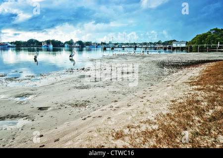 Yamba Nsw mit Pelikane am Flussstrand Stockfoto