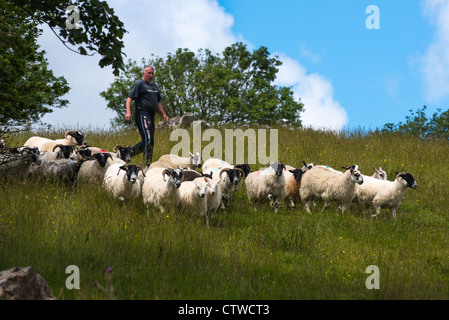 Schafe hüten am Rande des Dorfes Carrick im Süden Donegal, Irland. Stockfoto