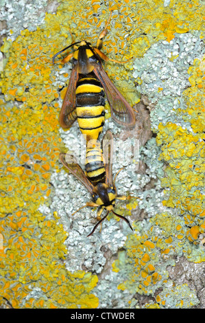 Motte, Hornet Clearwings, Sesia Apiformis, frisch geschlüpfte männliche und weibliche Paarung bei Pappel Baum Stamm, England, Juni Stockfoto