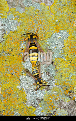 Motte, Hornet Clearwings, Sesia Apiformis, frisch geschlüpfte männliche und weibliche Paarung bei Pappel Baum Stamm, England, Juni Stockfoto