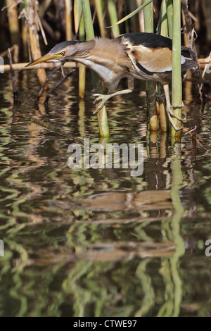 Zwergdommel (Ixobrychus Minutus) Stockfoto