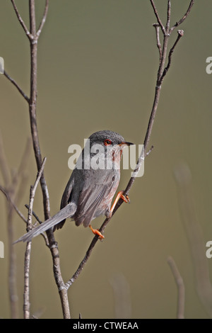 Dartford Warbler (Sylvia Undata) Stockfoto