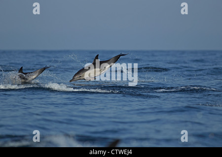 Gemeiner Delfin (Delphinus Delphis) Stockfoto