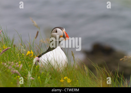 Papageientaucher in Rasen Stockfoto