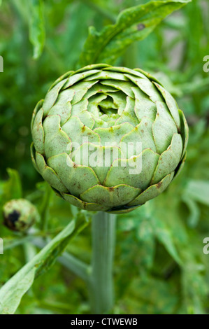 Artischocke-Leiter in einem Garten oder Cynara Cardunculus unmittelbar vor der Blüte. Stockfoto