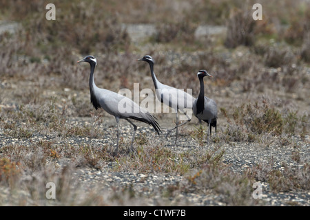 Demoiselle Kran (Anthropoides Virgo) Stockfoto