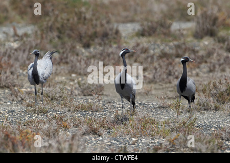 Demoiselle Kran (Anthropoides Virgo) Stockfoto