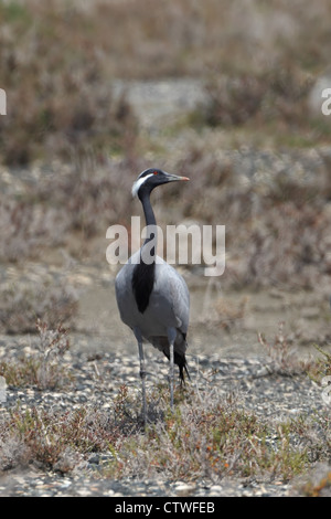 Demoiselle Kran (Anthropoides Virgo) Stockfoto