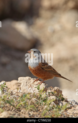 Cretzschmar Bunting (Emberiza Caesia) Stockfoto