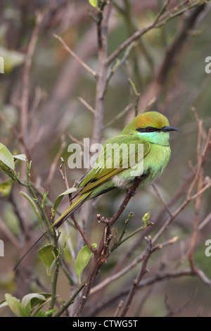Kleine grüne Bienenfresser (Merops Orientalis) Stockfoto