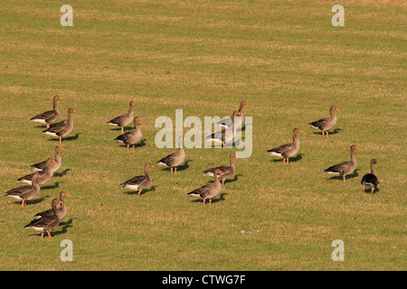 Graugänse im Feld, Orkney Inseln Stockfoto