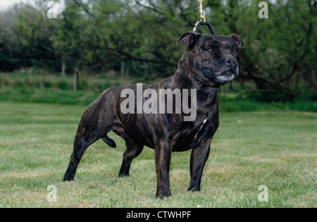 STAFFORD-BULLTERRIER / IRLAND Stockfoto