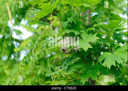 GLATZE KONFRONTIERT HORNET WASP ODER WHITEFACED HORNISSENNEST WESPE (VESPULA MACULATA) PEST AUF DEN MENSCHEN / PENNSYLVANIA Stockfoto