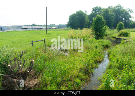 ANLIEGERSTAATEN PUFFER WACHSTUM UND STREAM SEITE FECHTEN AN UFERN DES SWARR LAUFEN LANCASTER, PENNSYLVANIA Stockfoto