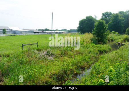 ANLIEGERSTAATEN PUFFER WACHSTUM UND STREAM SEITE FECHTEN AN UFERN DES SWARR LAUFEN LANCASTER, PENNSYLVANIA Stockfoto