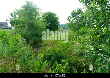 ANLIEGERSTAATEN PUFFER WACHSTUM UND STREAM SEITE FECHTEN AN UFERN DES SWARR LAUFEN LANCASTER, PENNSYLVANIA Stockfoto