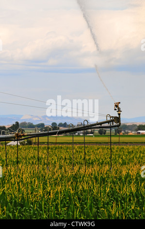 Mitte Drehpunkt Bewässerungssystem Bewässerung ein Feld von Mais im zentralen Colorado Stockfoto