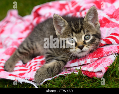 Neugierig süße Tabby Kitten männlich liegend auf einem Handtuch im Freien mit der Stirn M Stockfoto