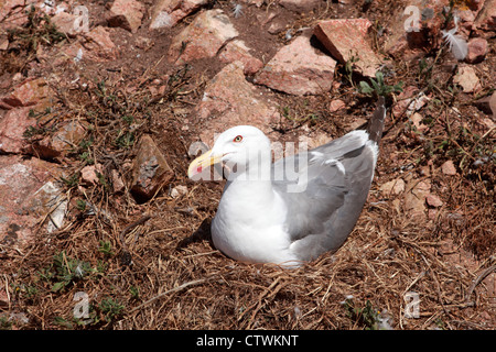 Verschachtelung Möwe auf die Berlengas Inseln im Atlantischen Ozean, aus Portugal. Stockfoto