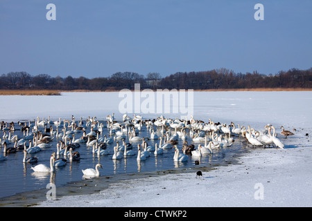 Herde von Höckerschwäne (Cygnus Olor) Schwimmen im offenen Wasser Loch in das Eis des Sees im Winter, Deutschland Stockfoto