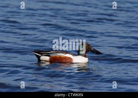 Nördlichen Löffelente (Anas Clypeata) männlich, Schwimmen im See Stockfoto