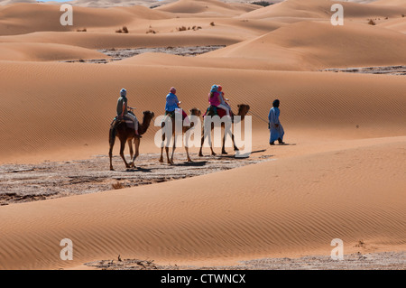 Kameltrekking in der Sahara Wüste Erg Chigaga, Marokko Stockfoto