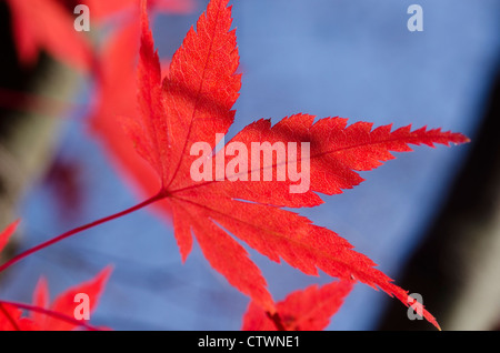 Detail eines roten Blatt von Acer palmatum, Japanischer Ahorn auf dem Baum im Herbst Stockfoto