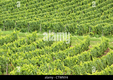 Grüner Weinberg im Sommer im Bereich Rheingau, Hessen, Deutschland Stockfoto