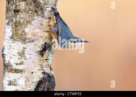 Kleiber auf Silver Birch Stockfoto