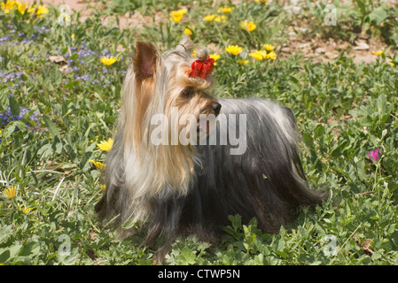 Yorkshire Terrier stehend in Blumen Stockfoto