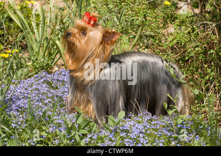 Yorkshire Terrier stehend in Blumen Stockfoto