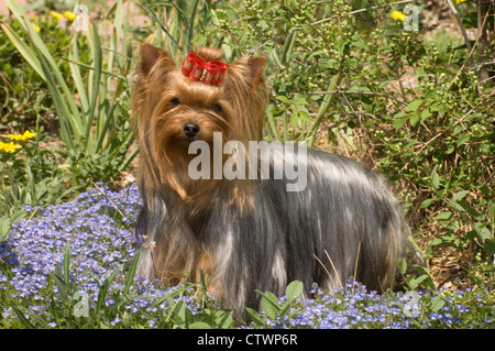 Yorkshire Terrier stehend in Blumen Stockfoto
