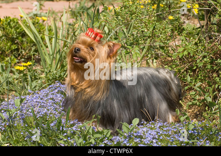 Yorkshire Terrier stehend in Blumen Stockfoto
