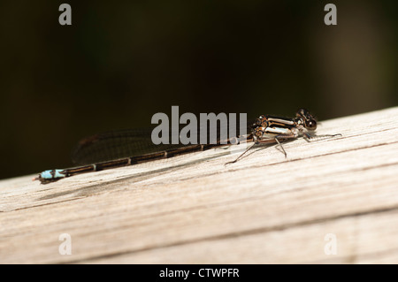 Drachen fliegen, Ibitipoca State Park (Parque Estadual Do Ibitipoca).  Minas Gerais, Brasilien. Stockfoto