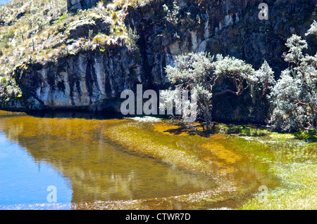 Wunderschöne Landschaft des Parque Cajas, Ecuador. Stockfoto