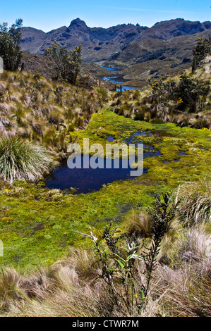Wunderschöne Landschaft des Parque Cajas, Ecuador. Stockfoto