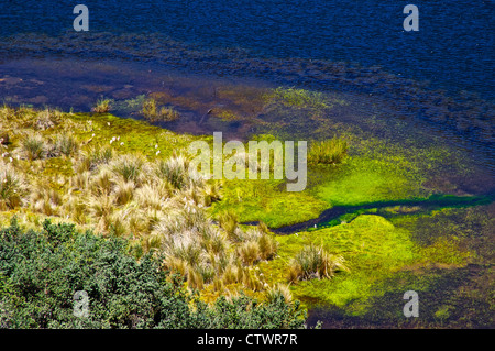 Wunderschöne Landschaft des Parque Cajas, Ecuador. Stockfoto