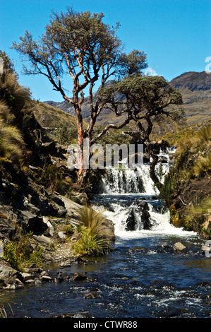 Wunderschöne Landschaft des Parque Cajas, Ecuador. Stockfoto