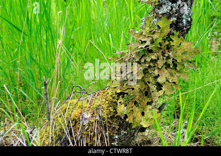 Grünen Flechten wachsen auf Baumstamm. Katmai National Park. Alaska, USA. Stockfoto