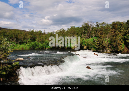 Angeln an den Brooks Falls Braunbären. Katmai Nationalpark und Reservat. Alaska, USA. Stockfoto